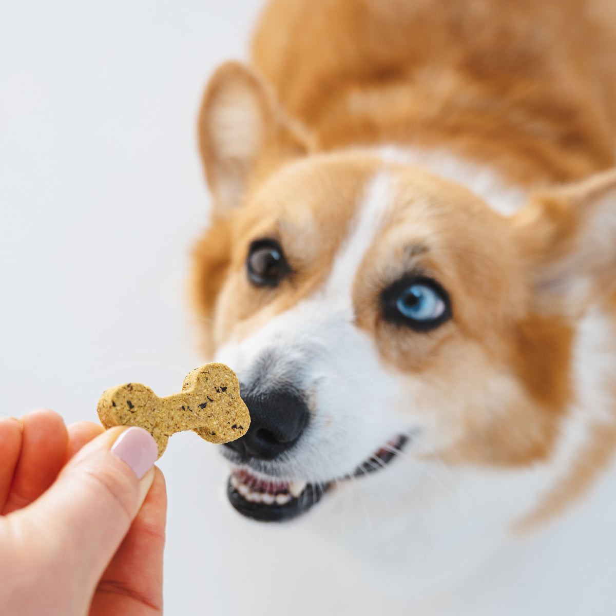 Gizzls Minty Fresh Big Dog Treats 200g