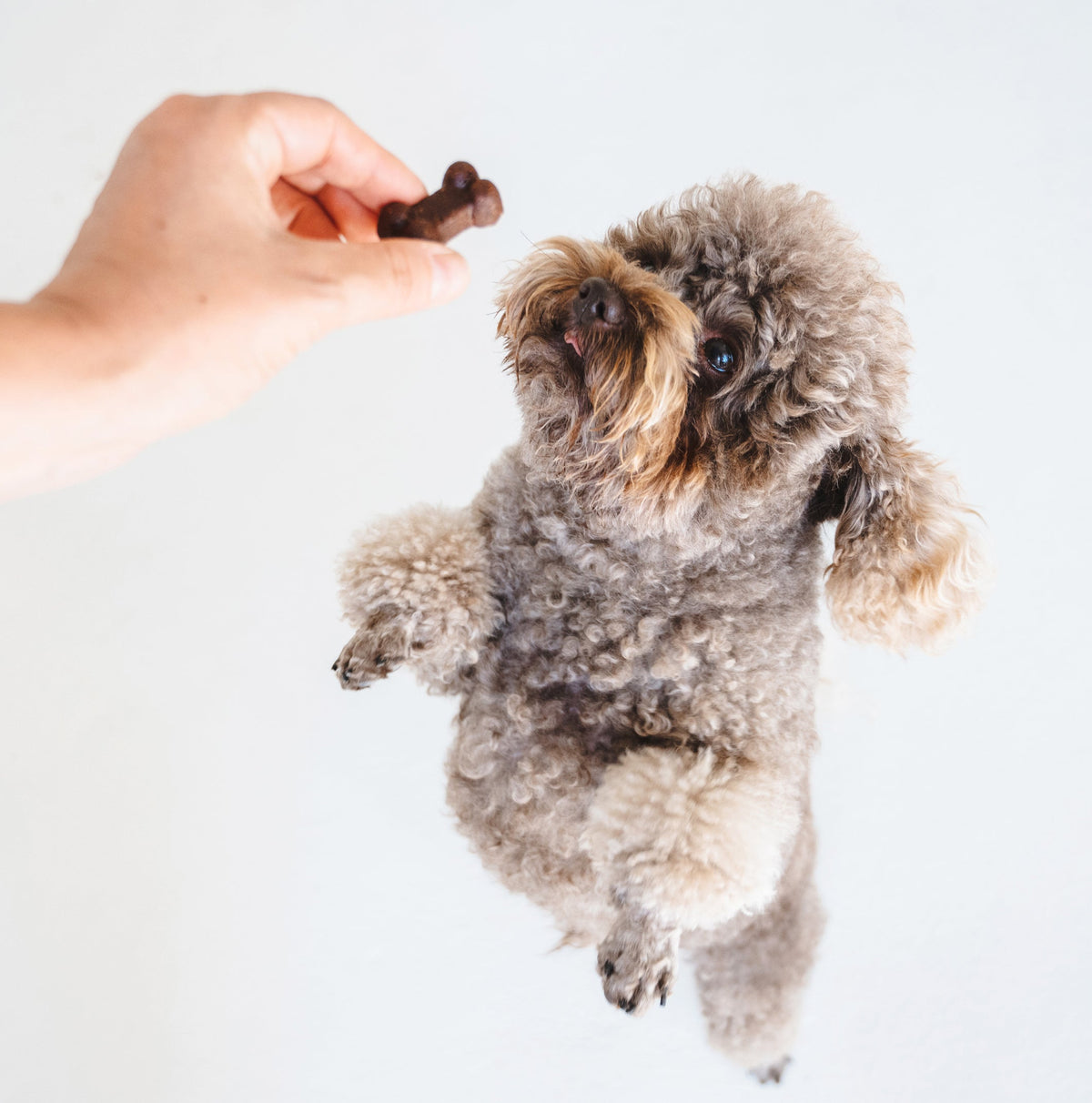 Gizzls Soft Bites Dog Treat Bundle 2 x 300g