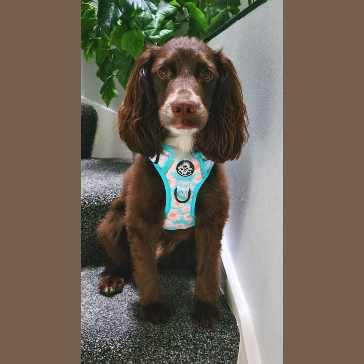 PupClub Couture Rugged Rover Harness - Pastel Daisy