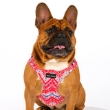 SnazzyTails The Tod Mesh Dog Harness Red & Blue Chevron