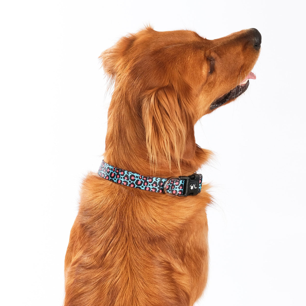 SnazzyTails Willow Dog Collar Leopard Print