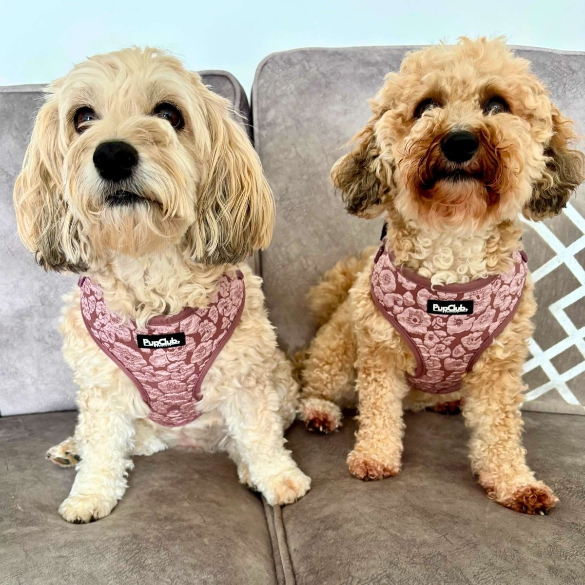 PupClub Couture Luxe Mocha Petals Adjustable Dog Harness