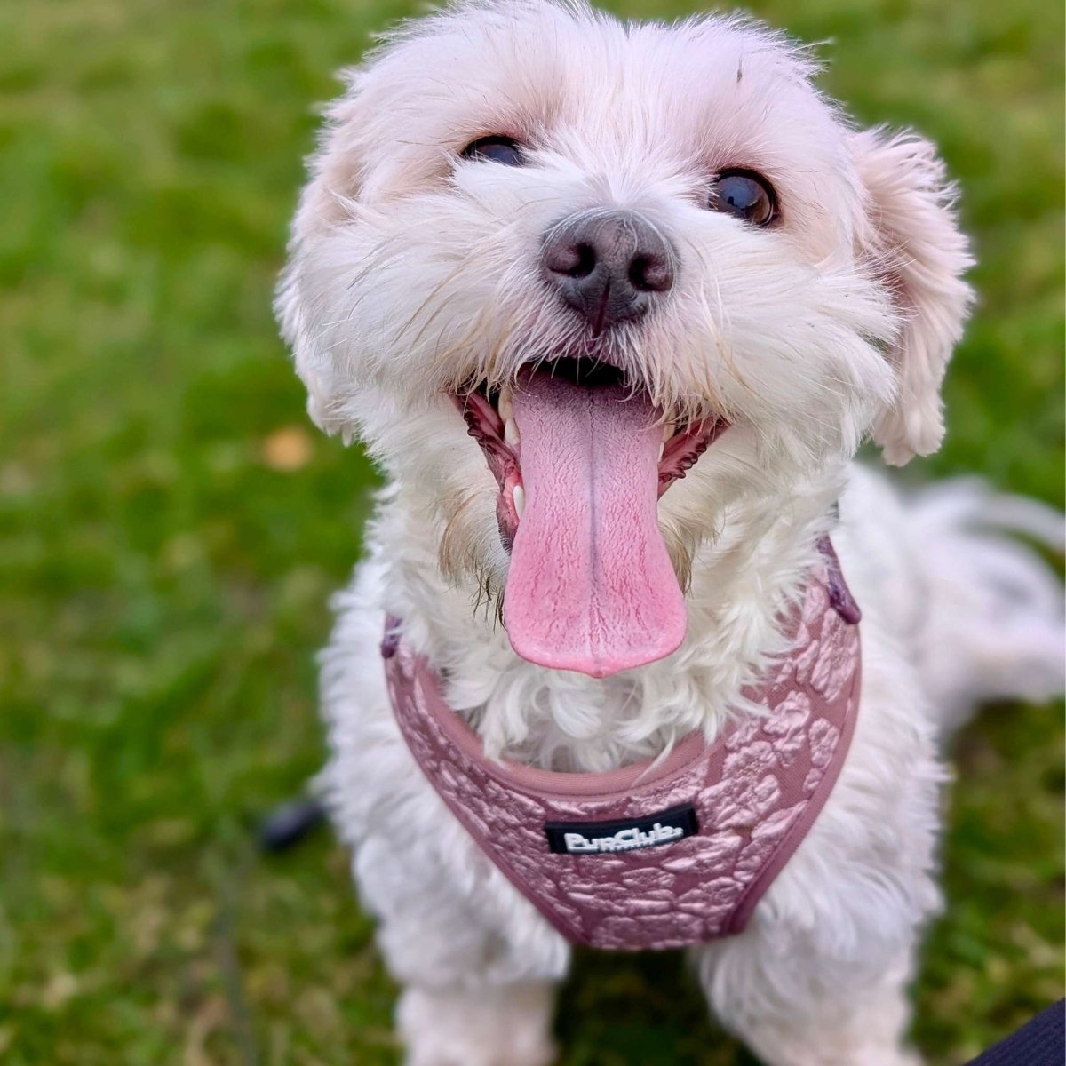 PupClub Couture Luxe Mocha Petals Adjustable Dog Harness