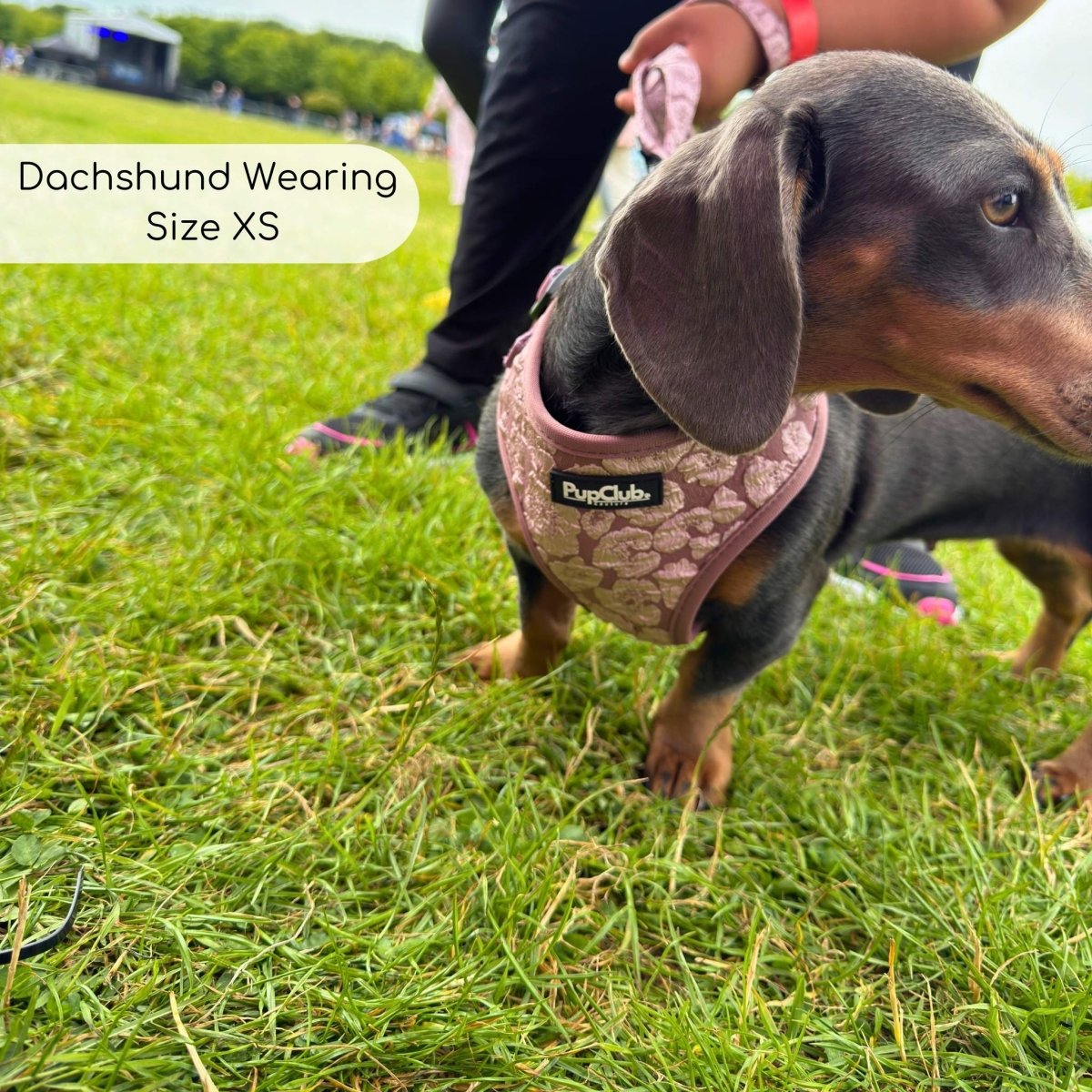 PupClub Couture Luxe Mocha Petals Adjustable Dog Harness