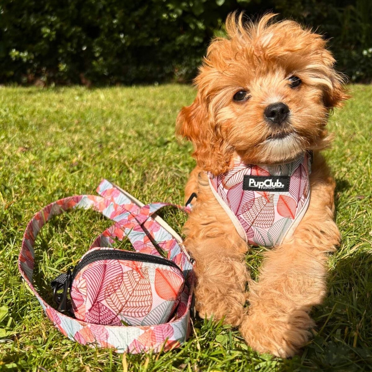 PupClub Couture Dog Lead - Autumn Breeze