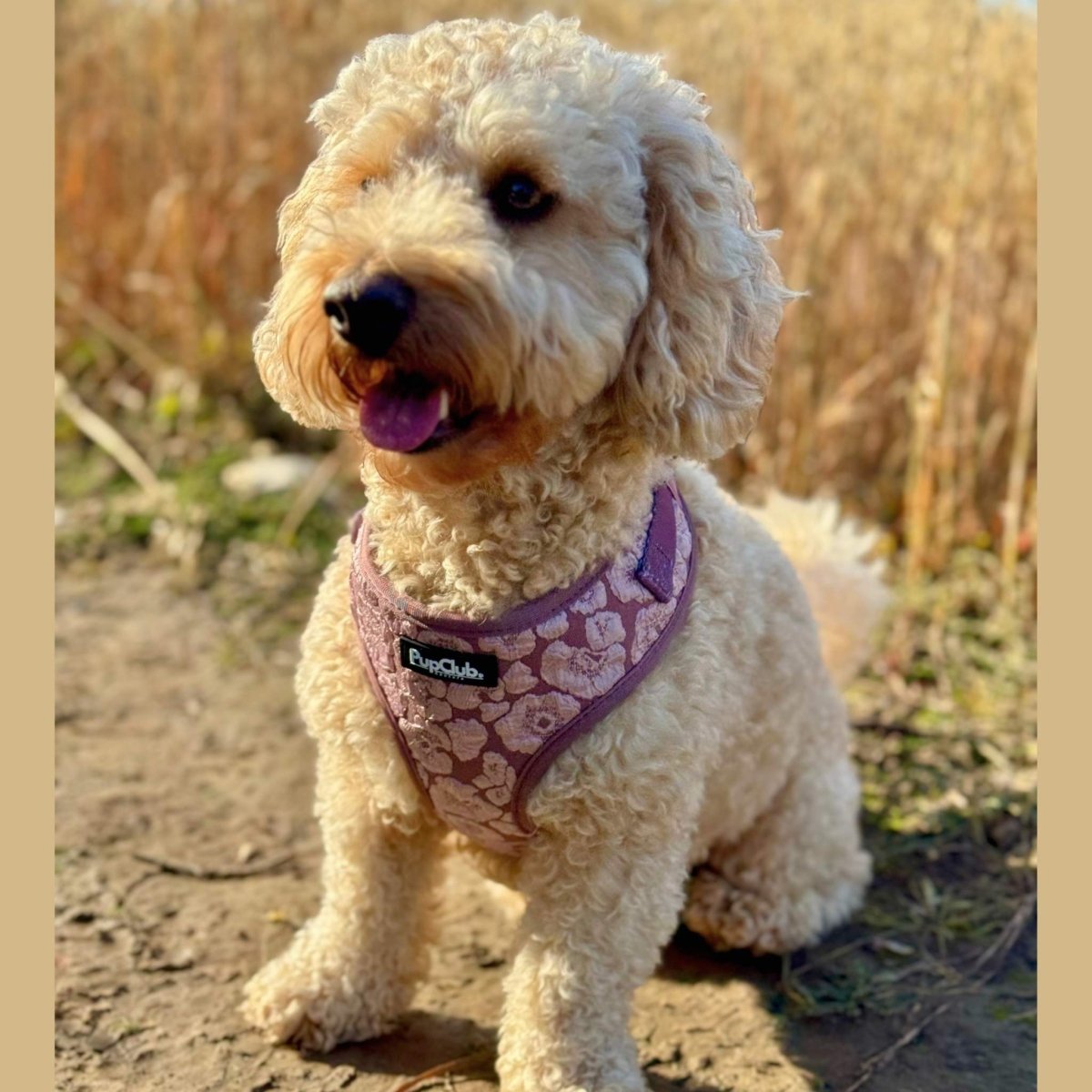 PupClub Couture Luxe Mocha Petals Adjustable Dog Harness