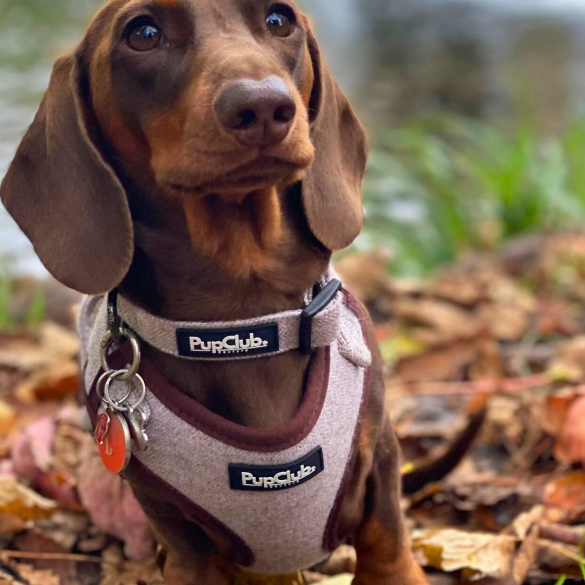 PupClub Couture Dog Collar - Tweed Brown