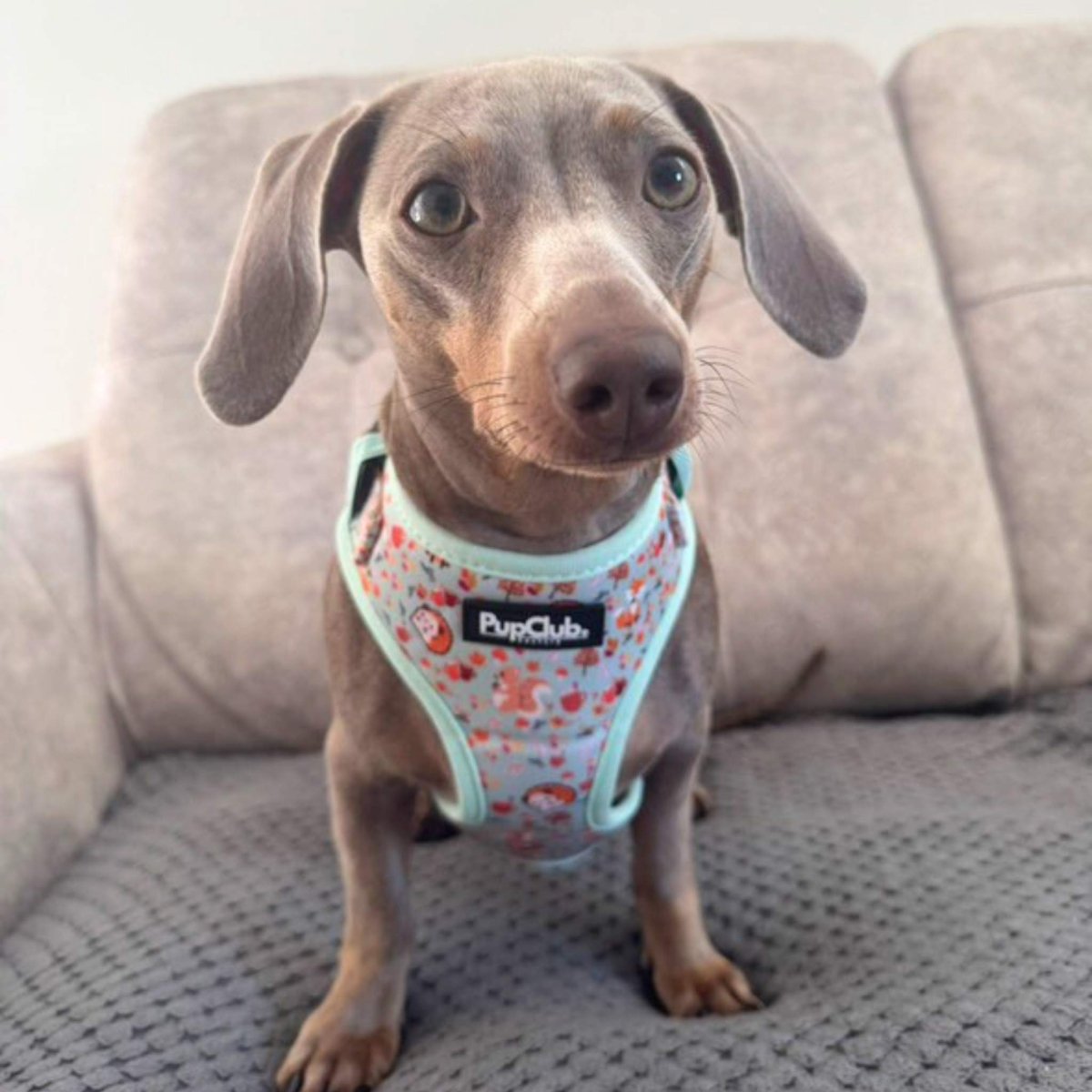 PupClub Couture Adjustable Harness - Woodland Friends
