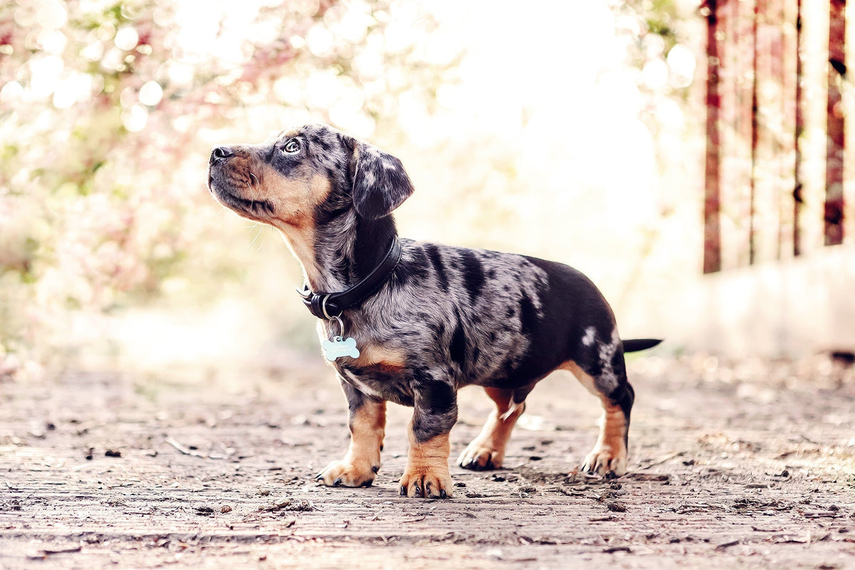 Ralph & Co Lignify Dog Collar Black