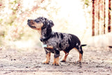 Ralph & Co Lignify Dog Collar Black