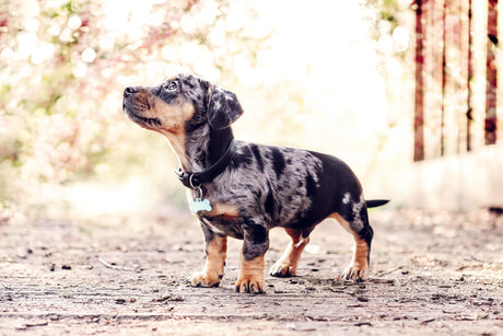 Ralph & Co Lignify Dog Collar Black