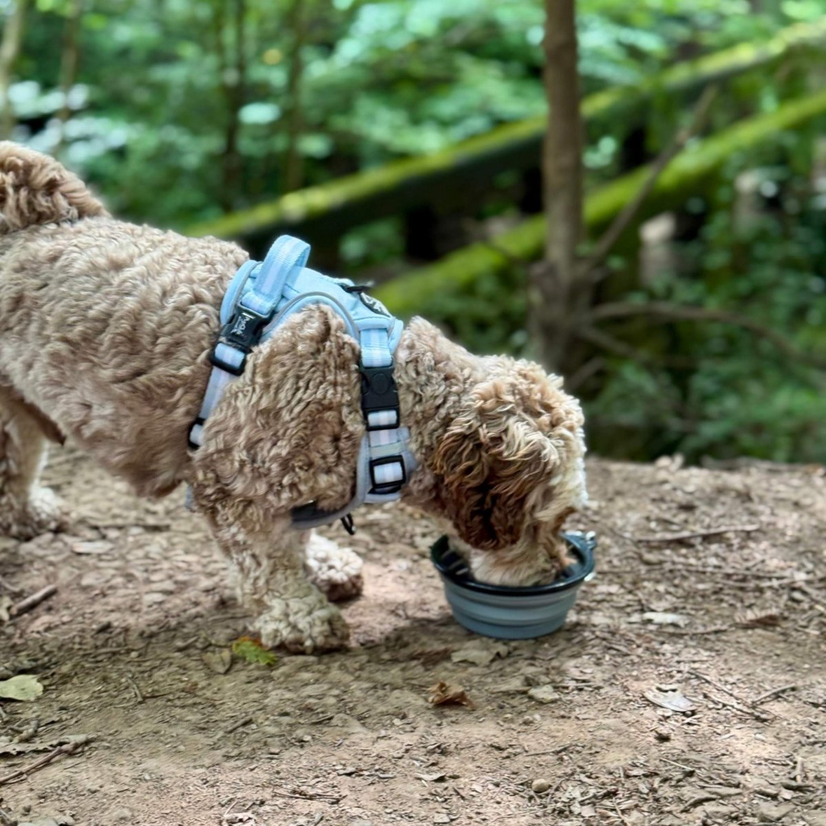 PupClub Couture Collapsible Dog Bowl - Grey