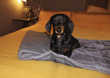 Ralph & Co The Balmoral Herringbone & Faux Fur Reversible Dog Blanket - Grey