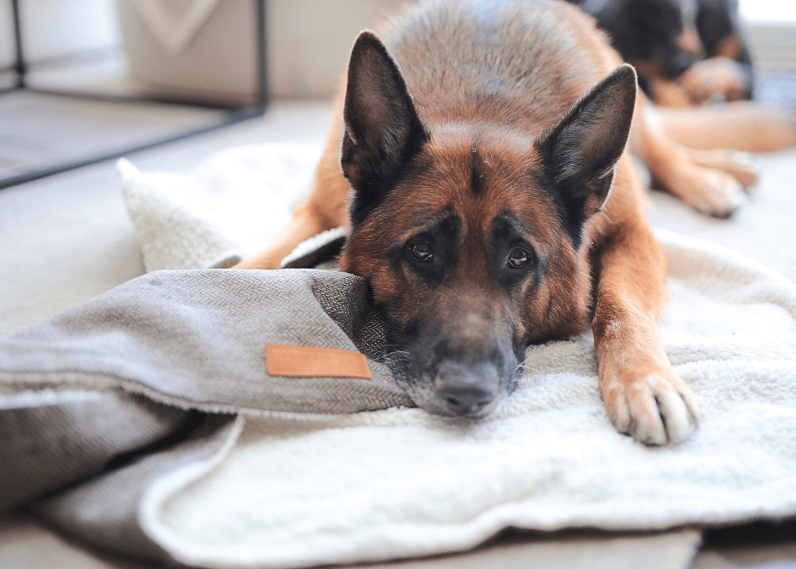 Ralph & Co The Lincoln Tweed & Faux Fur Reversible Dog Blanket - Brown Herringbone