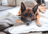 Ralph & Co The Lincoln Tweed & Faux Fur Reversible Dog Blanket - Brown Herringbone