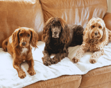 Ralph & Co The Lincoln Tweed & Faux Fur Reversible Dog Blanket - Brown Herringbone