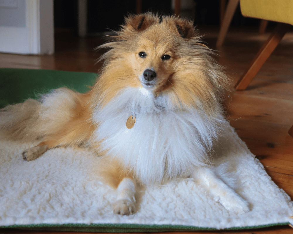 Ralph & Co The Richmond Stonewashed & Sherpa Reversible Dog Blanket - Green
