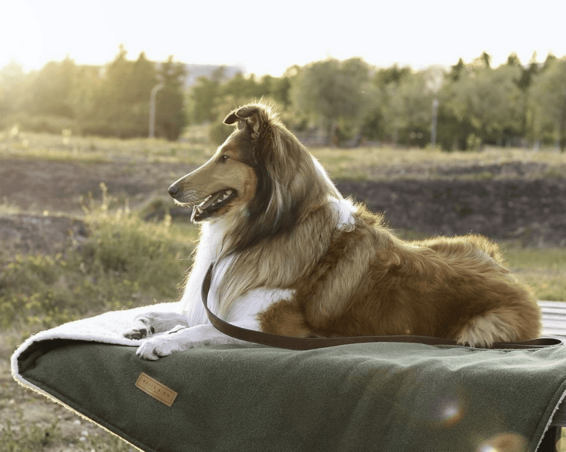 Ralph & Co The Richmond Stonewashed & Sherpa Reversible Dog Blanket - Green