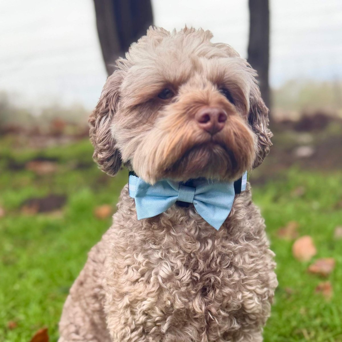 PupClub Couture Dog Bow Tie - Pastel Blue