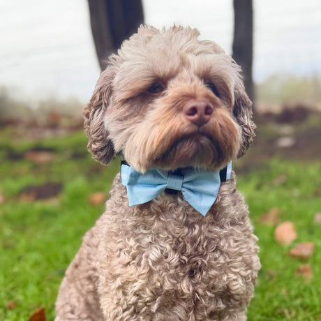 PupClub Couture Dog Bow Tie - Pastel Blue