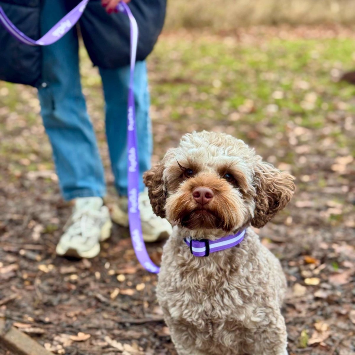 PupClub Couture Dog Collar - Lilac Blush