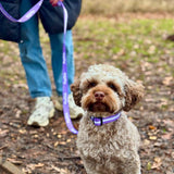 PupClub Couture Dog Collar - Lilac Blush