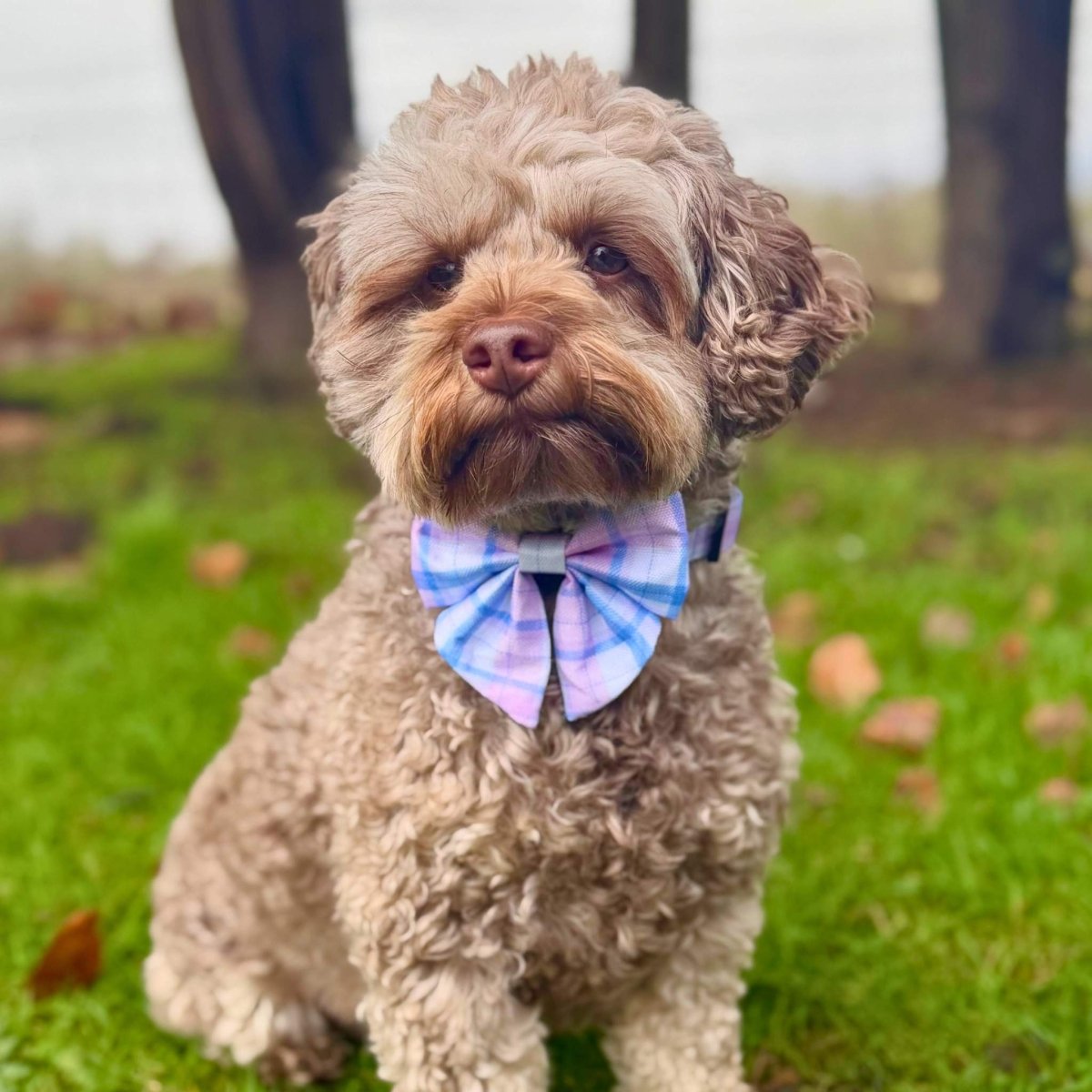 PupClub Couture Dog Sailor Bow - Pink Tartan