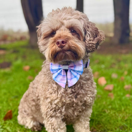 PupClub Couture Dog Sailor Bow - Pink Tartan