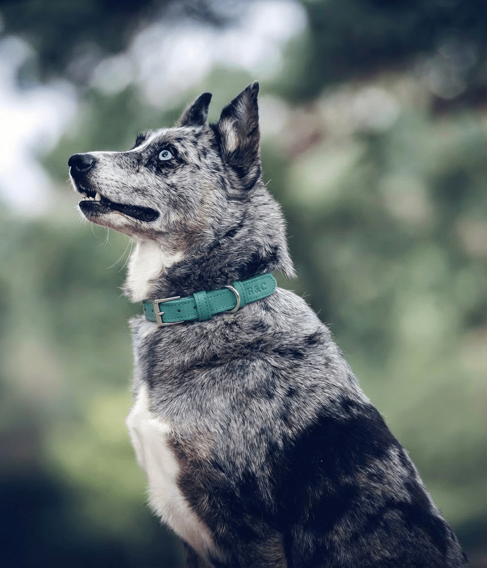 Ralph & Co Lignify Dog Collar Duck Egg Blue