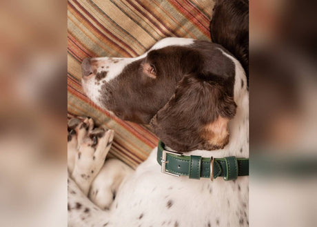 Ralph & Co Lignify Dog Collar Green