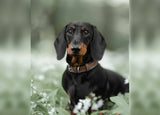 Ralph & Co The Lincoln Herringbone Tweed & Leather Dog Collar Brown