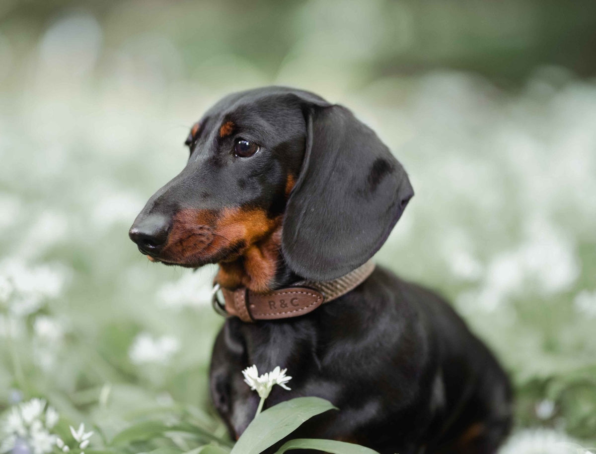 Ralph & Co The Lincoln Herringbone Tweed & Leather Dog Collar Brown