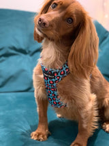 SnazzyTails The Willow Mesh Dog Harness Blue & Pink Leopard Print