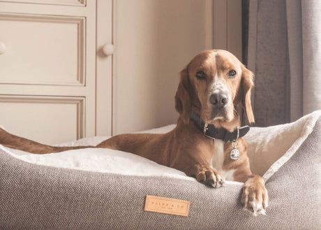 Ralph & Co The Lincoln Herringbone Tweed Bolster Dog Bed