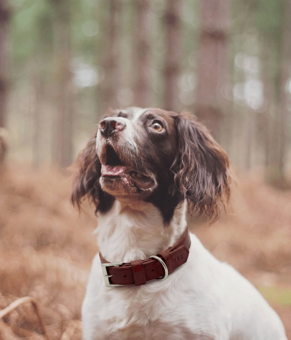 Ralph & Co Lignify Dog Collar Oxblood Red