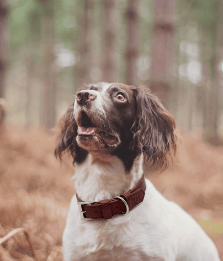Ralph & Co Lignify Dog Collar Oxblood Red