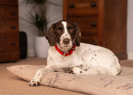 Ralph & Co Lignify Dog Collar Red