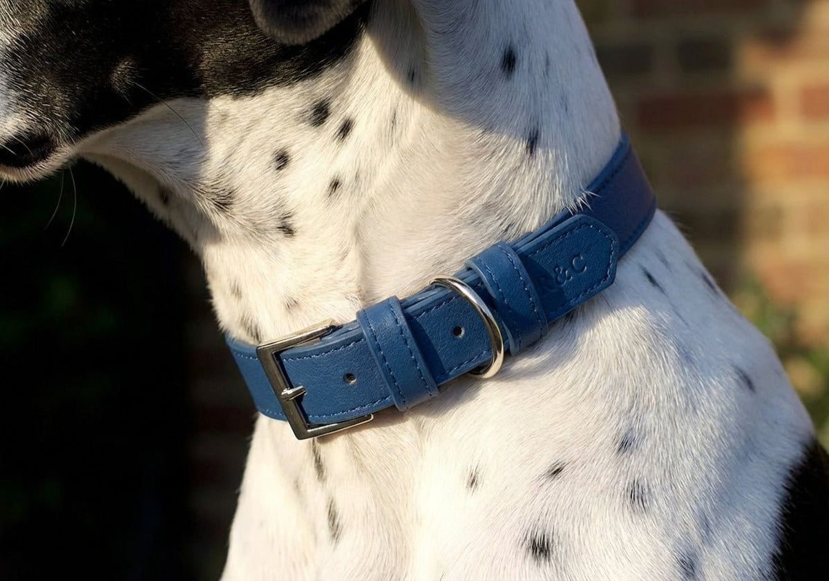 Ralph & Co Lignify Dog Collar Royal Blue