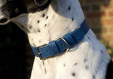 Ralph & Co Lignify Dog Collar Royal Blue