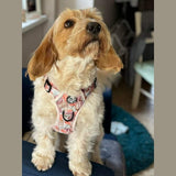 PupClub Couture Rugged Rover Dog Harness - Autumn Breeze