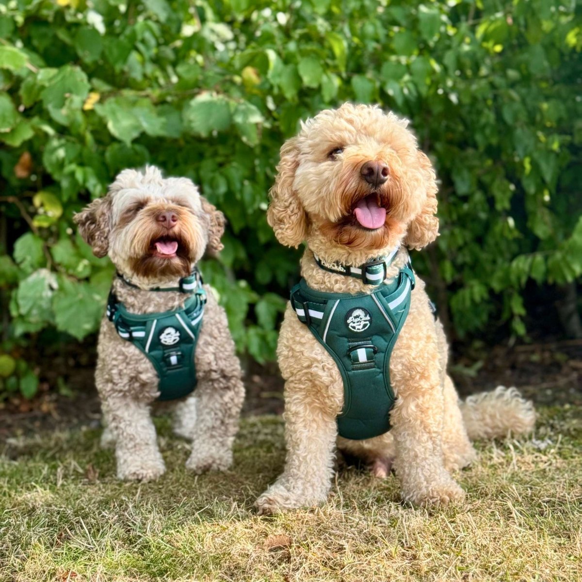 PupClub Couture Rugged Rover Harness - Forest Green