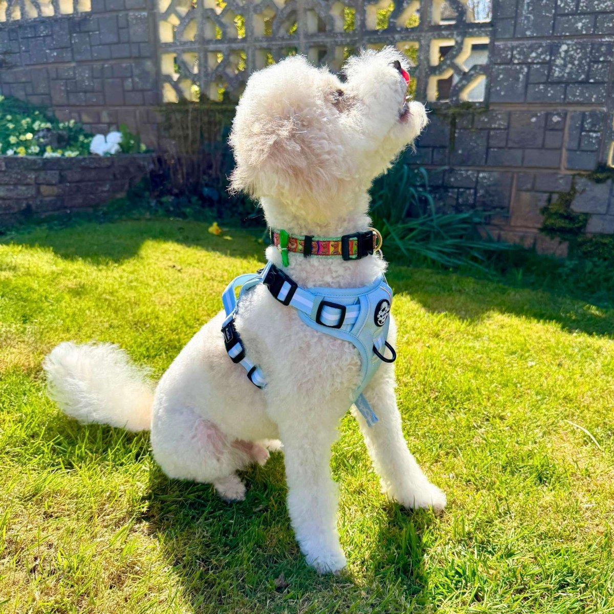 PupClub Couture Rugged Rover Dog Harness Pastel Blue