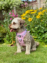 PupClub Couture Rugged Rover Dog Harness - Pastel Pink