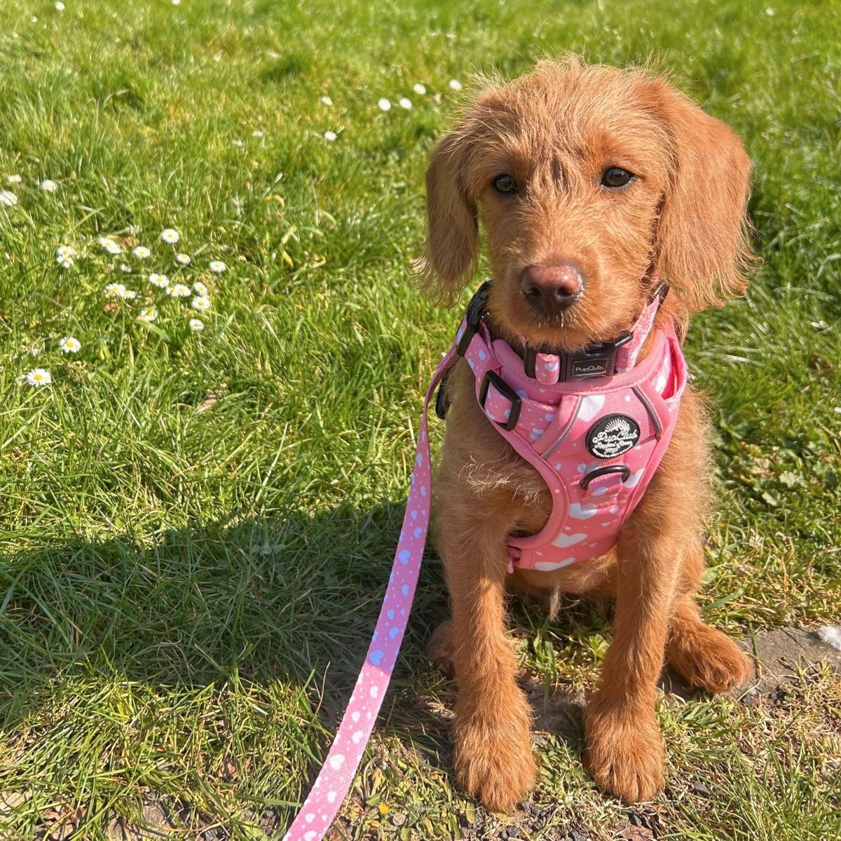 PupClub Couture Rugged Rover Harness - Peachy Hearts