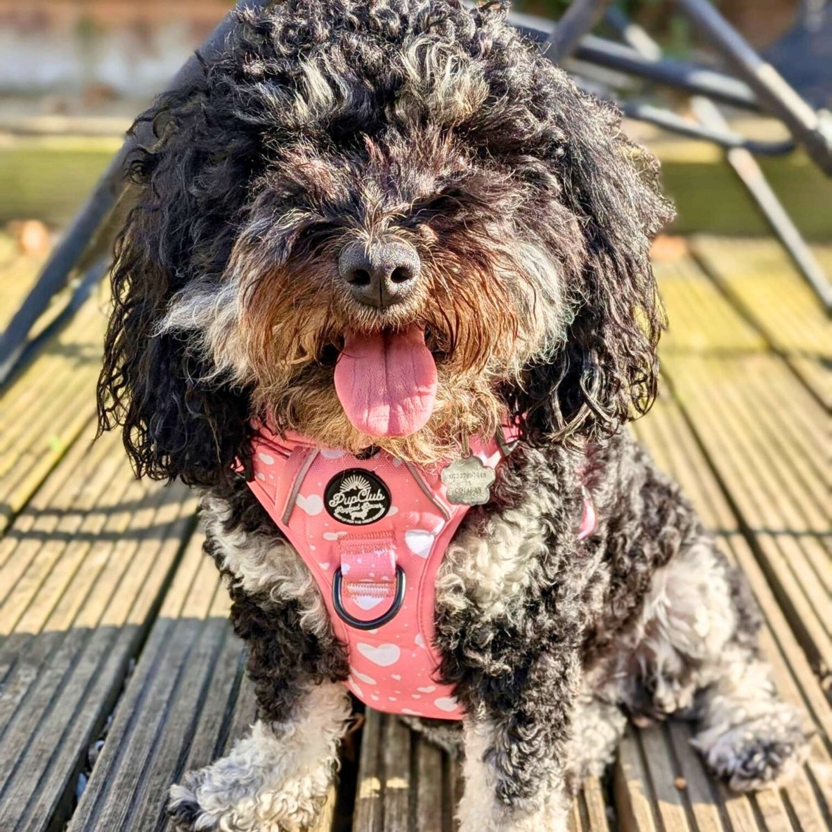 PupClub Couture Rugged Rover Harness - Peachy Hearts