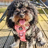 PupClub Couture Rugged Rover Harness - Peachy Hearts