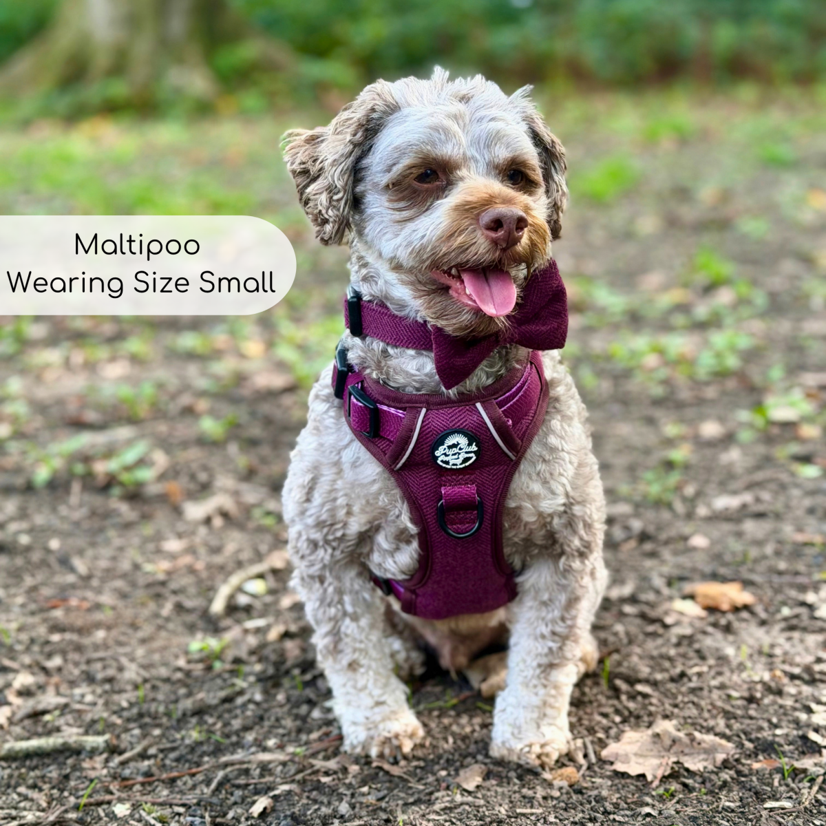 PupClub Couture Rugged Rover Dog Harness - Berry Tweed