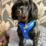 PupClub Couture Rugged Rover Harness - Royal Blue