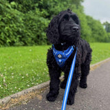 PupClub Couture Dog Lead - Royal Blue