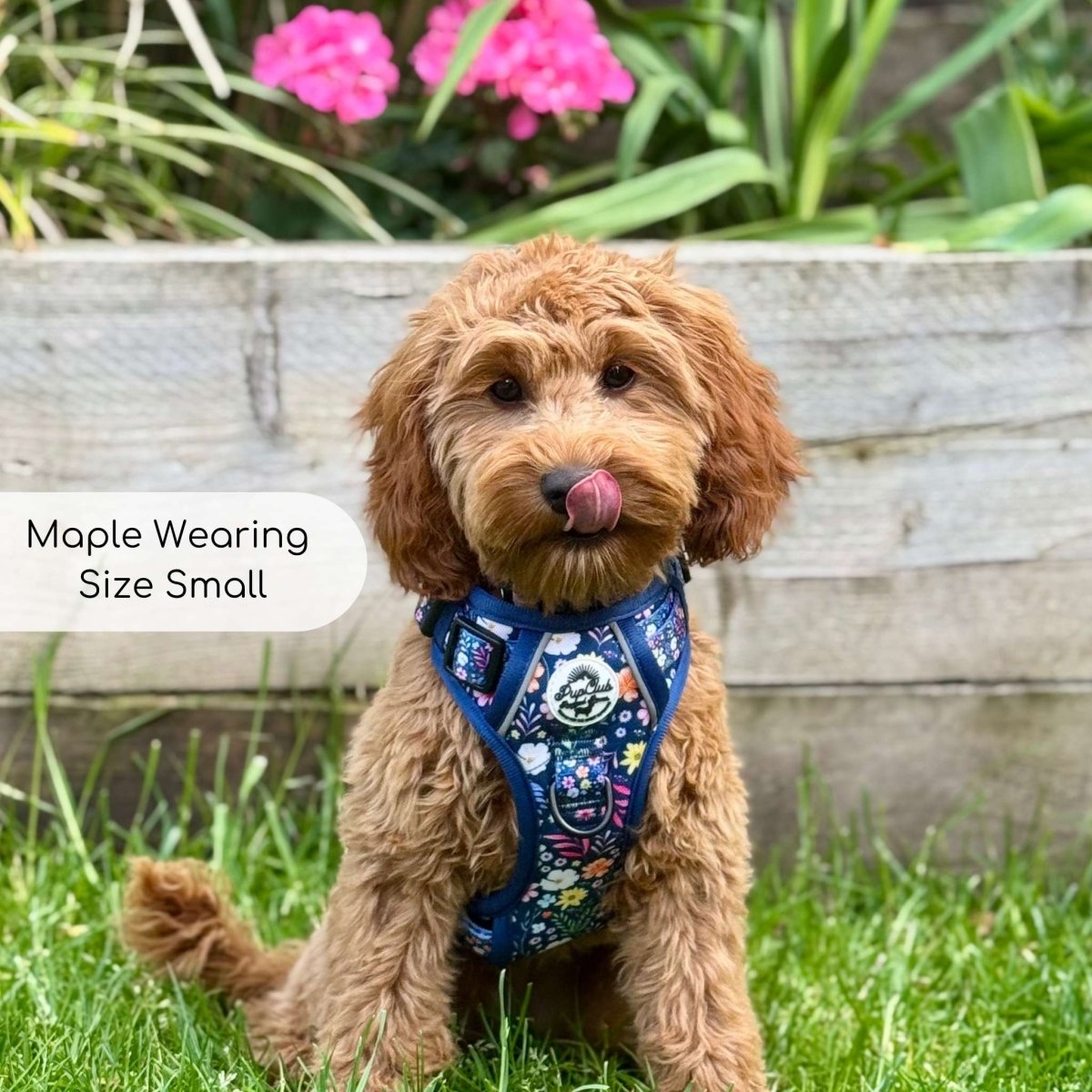 PupClub Couture Rugged Rover Harness - Summer Meadow
